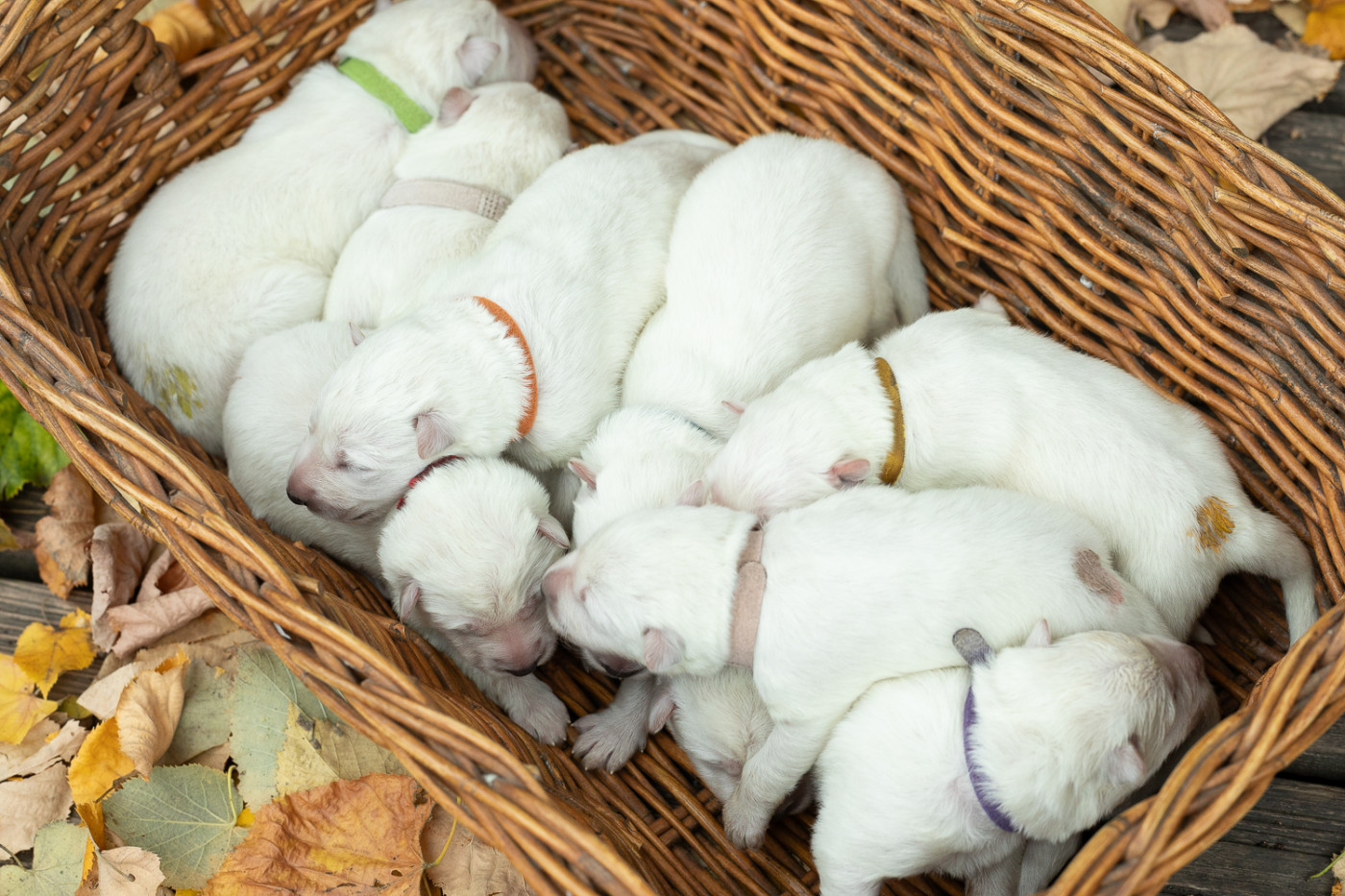 Chiot Berger Blanc Suisse des Trois Land