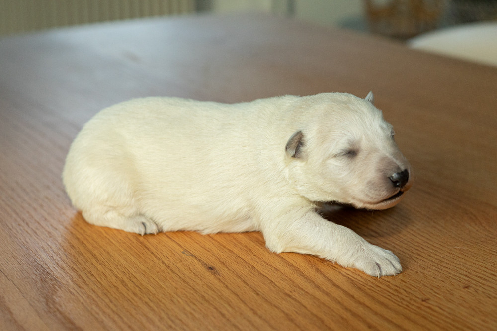 des Trois Land - Chiots disponibles - Berger Blanc Suisse