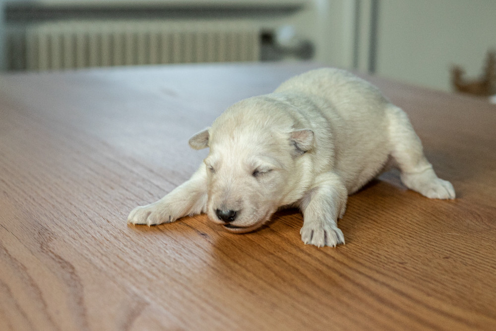 des Trois Land - Chiots disponibles - Berger Blanc Suisse
