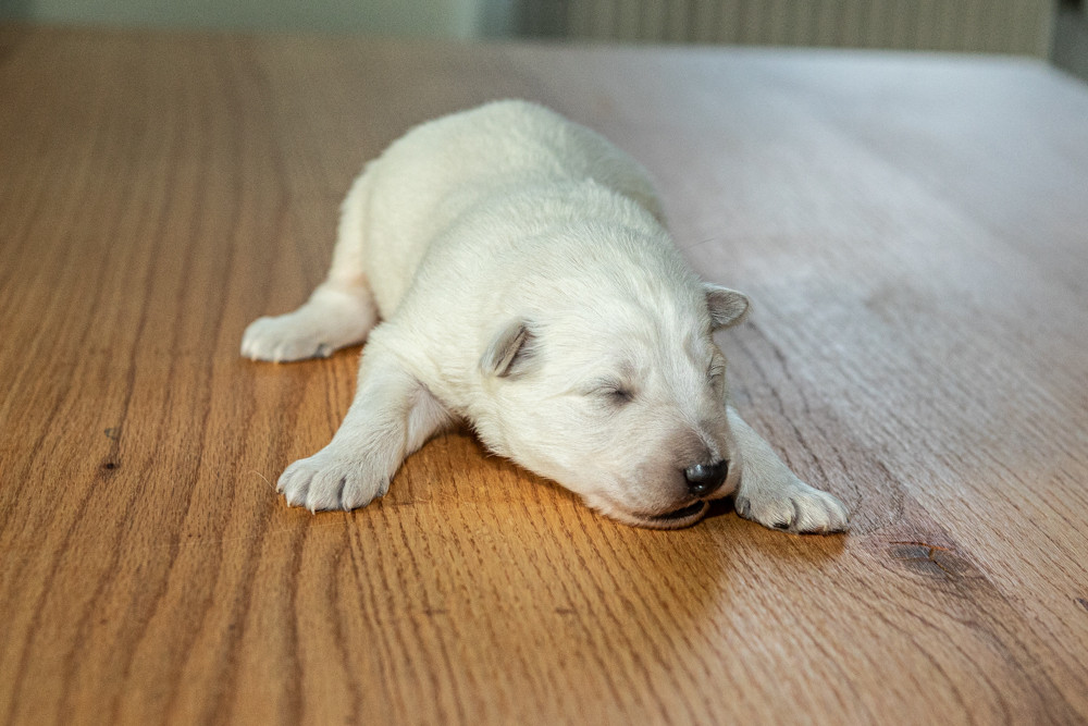 des Trois Land - Chiots disponibles - Berger Blanc Suisse