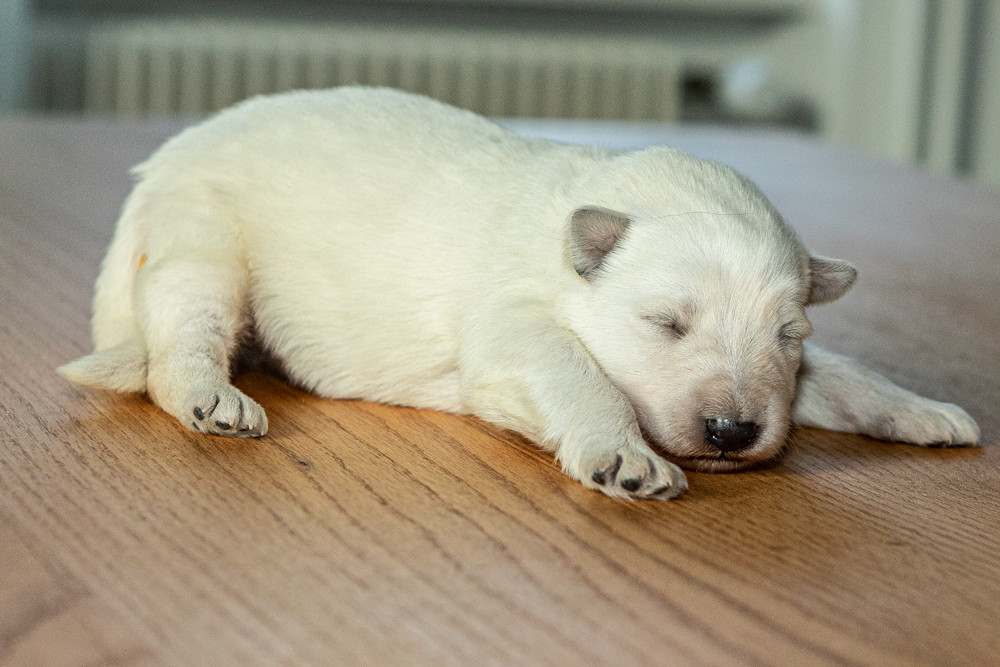 des Trois Land - Chiots disponibles - Berger Blanc Suisse