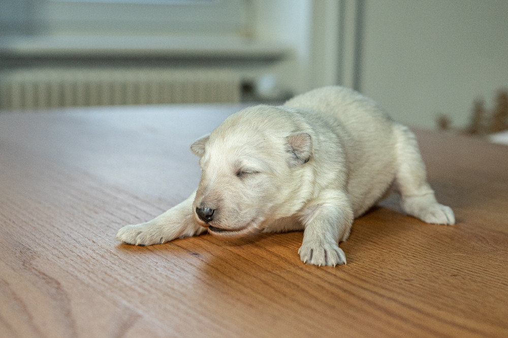des Trois Land - Chiots disponibles - Berger Blanc Suisse