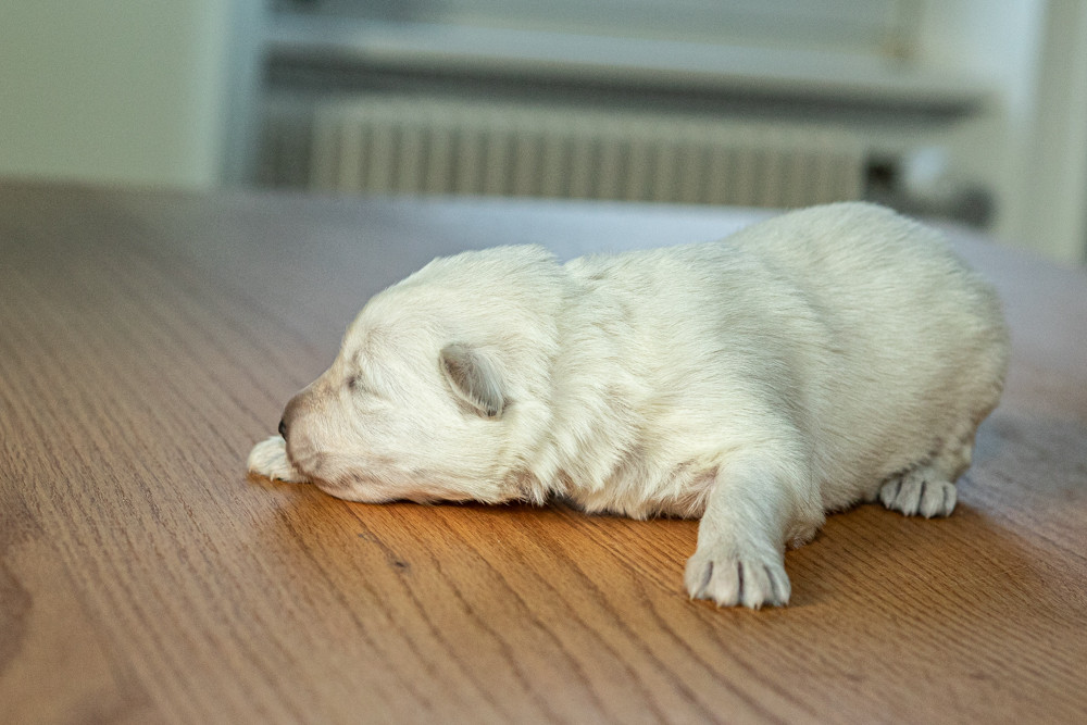 des Trois Land - Chiots disponibles - Berger Blanc Suisse