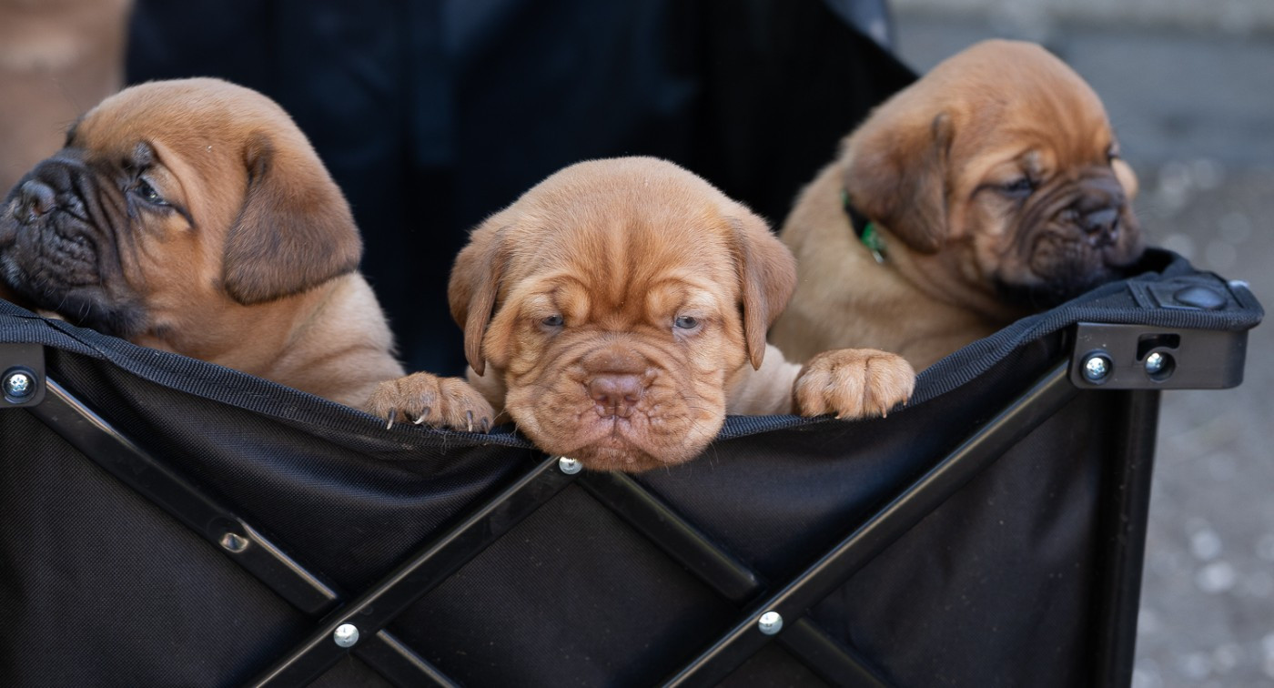 Chiot Dogue de Bordeaux des Trois Land