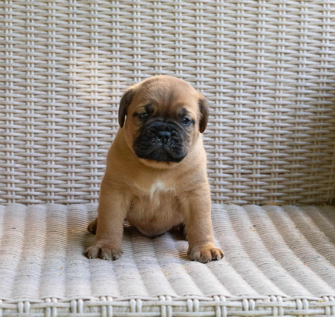 des Trois Land - Chiots disponibles - Dogue de Bordeaux