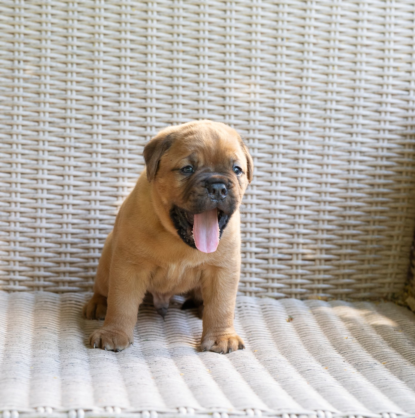 des Trois Land - Chiots disponibles - Dogue de Bordeaux