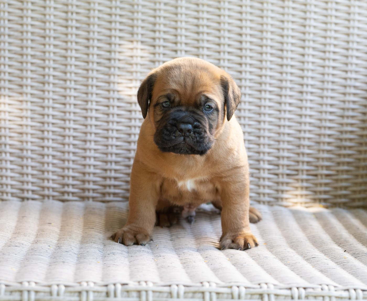 des Trois Land - Chiots disponibles - Dogue de Bordeaux