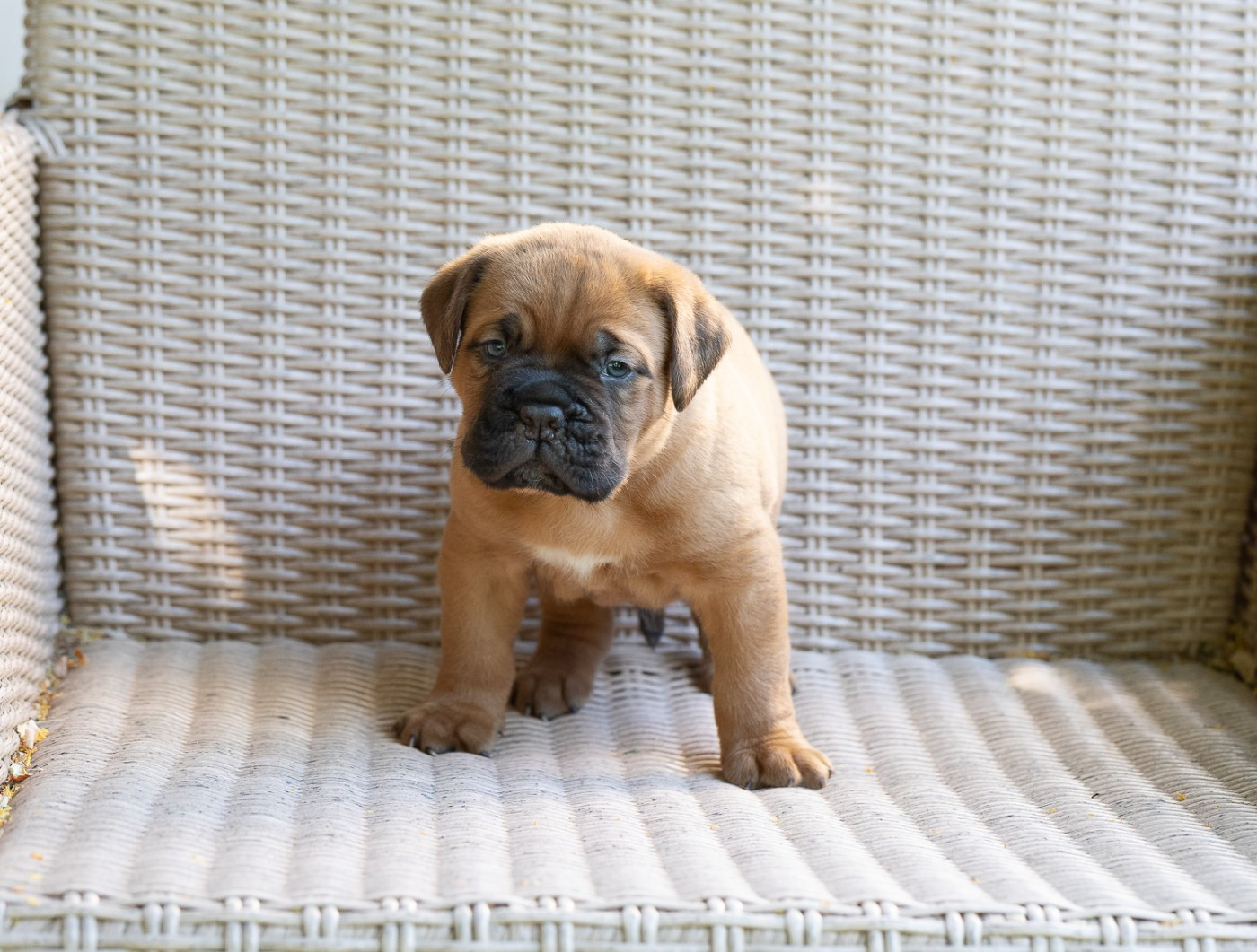 des Trois Land - Chiots disponibles - Dogue de Bordeaux