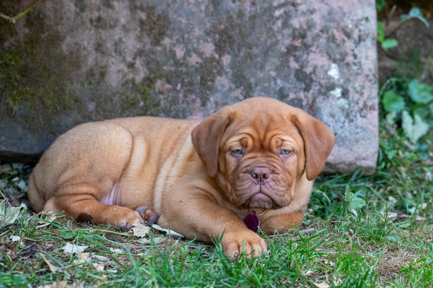des Trois Land - Chiots disponibles - Dogue de Bordeaux