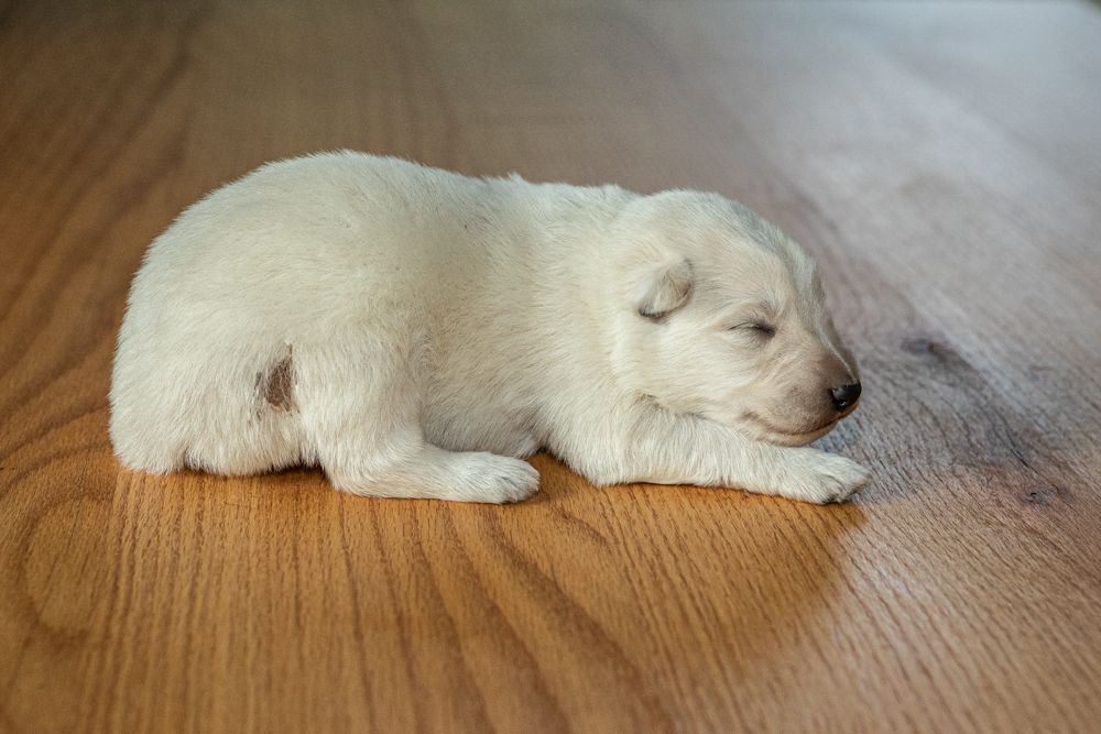 des Trois Land - Chiots disponibles - Berger Blanc Suisse