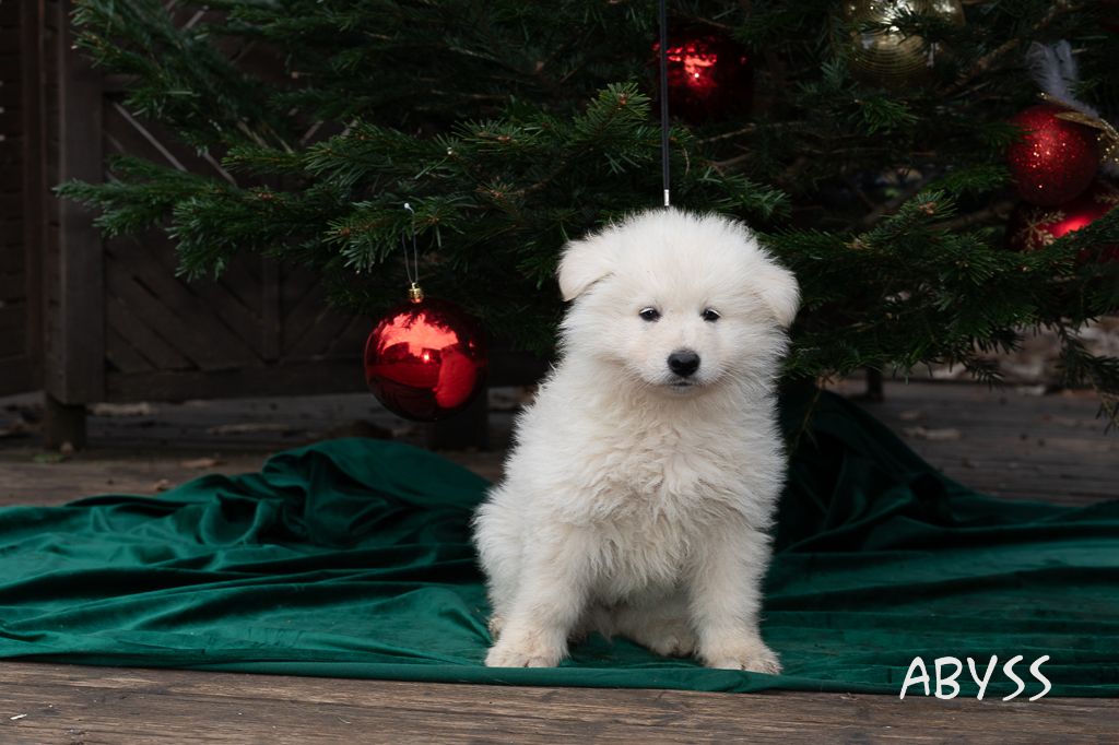 des Trois Land - Chiots disponibles - Berger Blanc Suisse