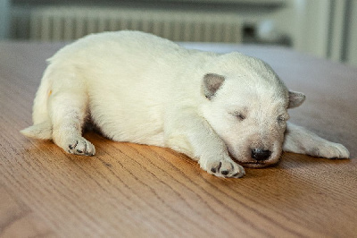 CHIOT 10