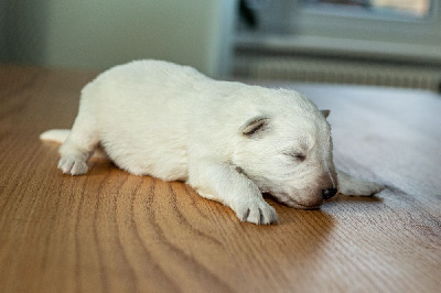 CHIOT 7
