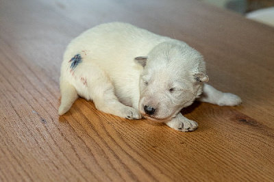 CHIOT 9