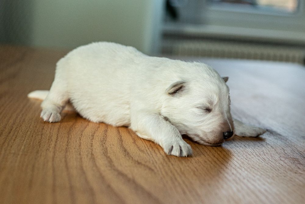 des Trois Land - Chiots disponibles - Berger Blanc Suisse