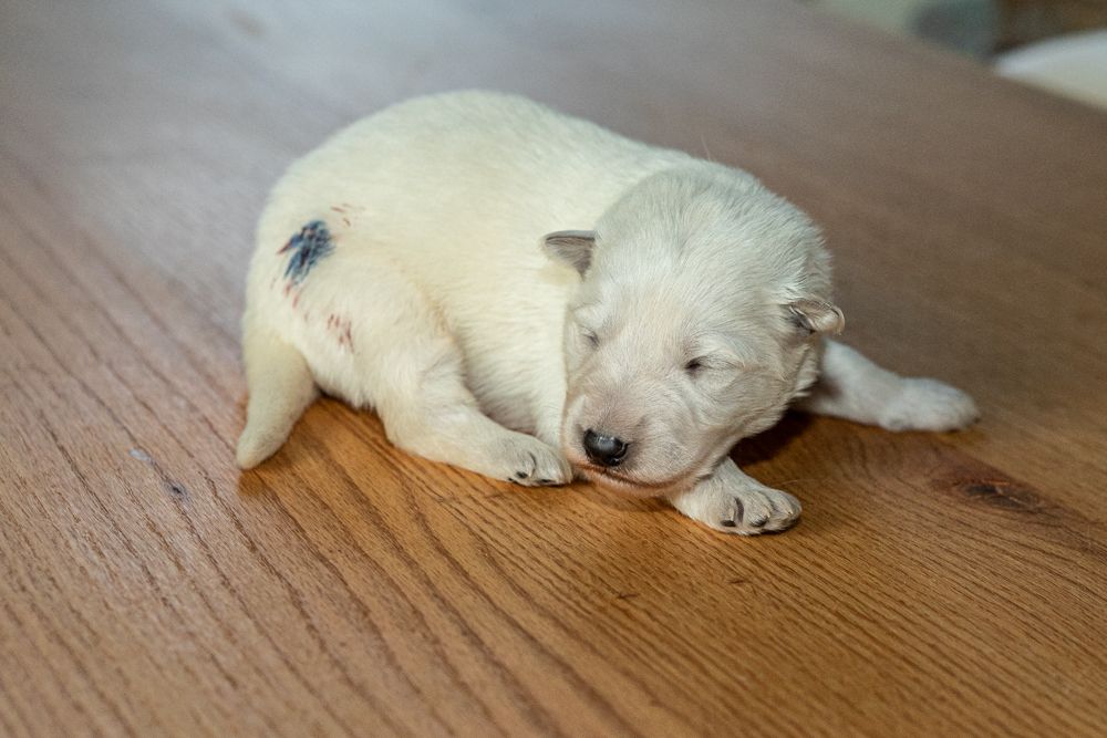 des Trois Land - Chiots disponibles - Berger Blanc Suisse