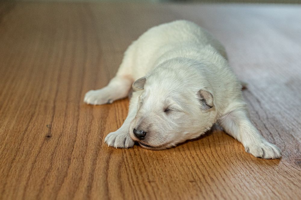 des Trois Land - Chiots disponibles - Berger Blanc Suisse